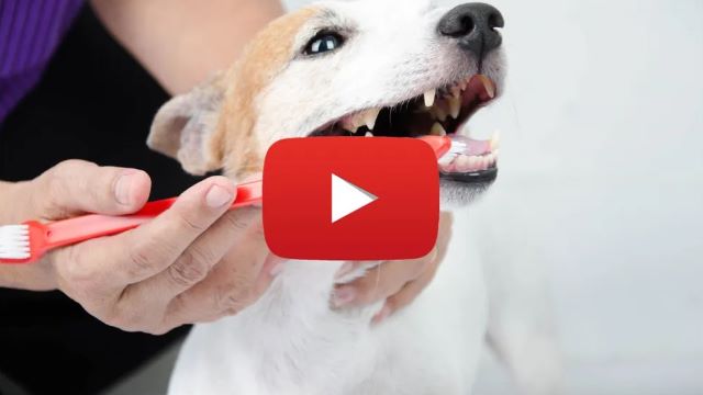 Product image of Pawbiotix