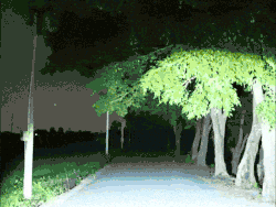 Product image of Night Spark